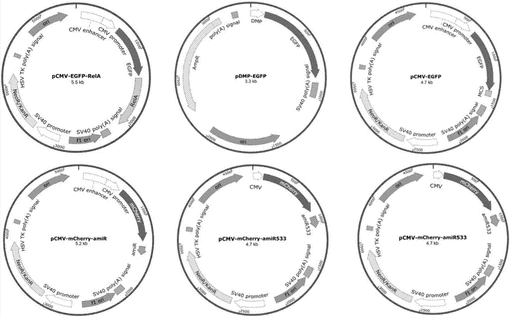 Gene expression vector for adjusting and controlling NF-kB activity in cells as well as regulation and control method and application of gene expression vector