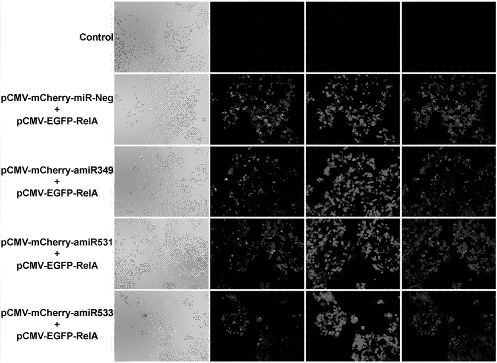 Gene expression vector for adjusting and controlling NF-kB activity in cells as well as regulation and control method and application of gene expression vector