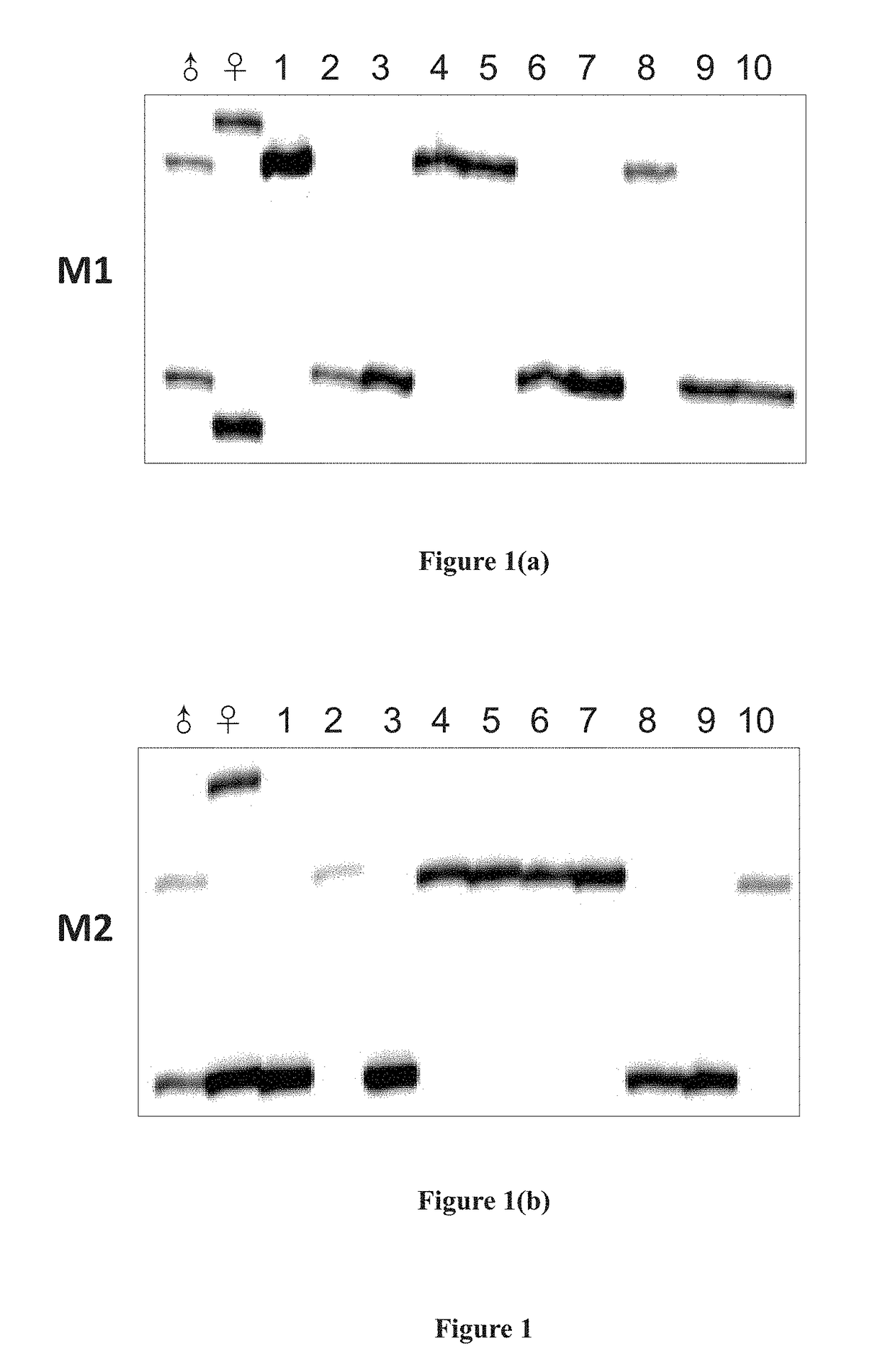 Method for producing yy super-male and xy physiological female common carps