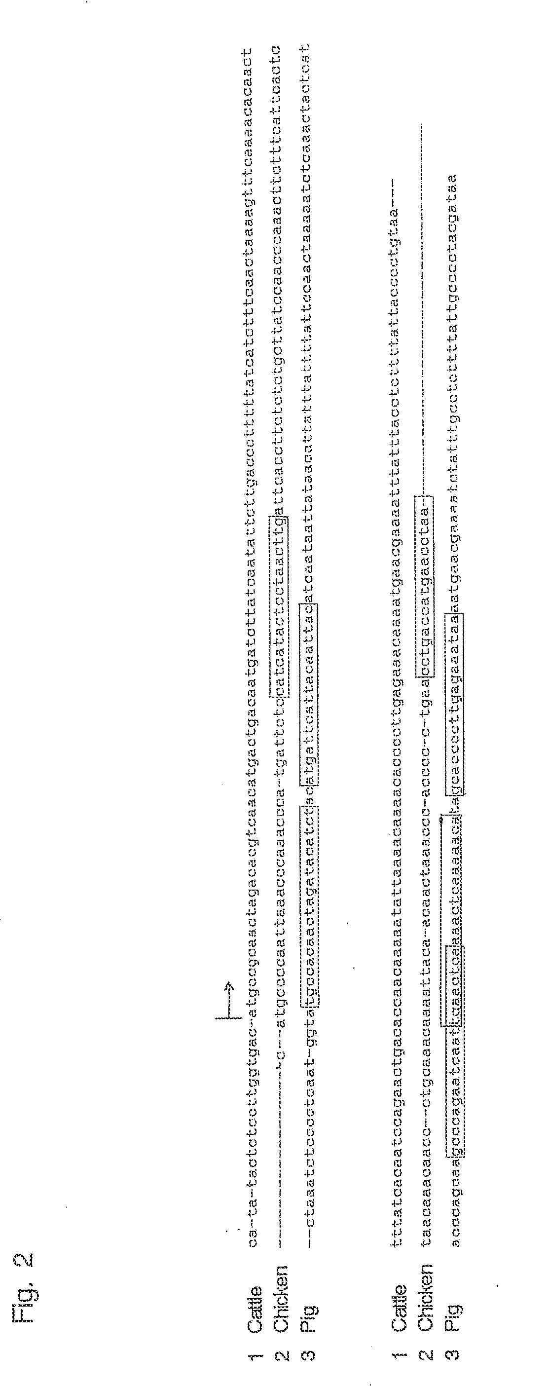 Oligonucleotide sequences that identify species of animal