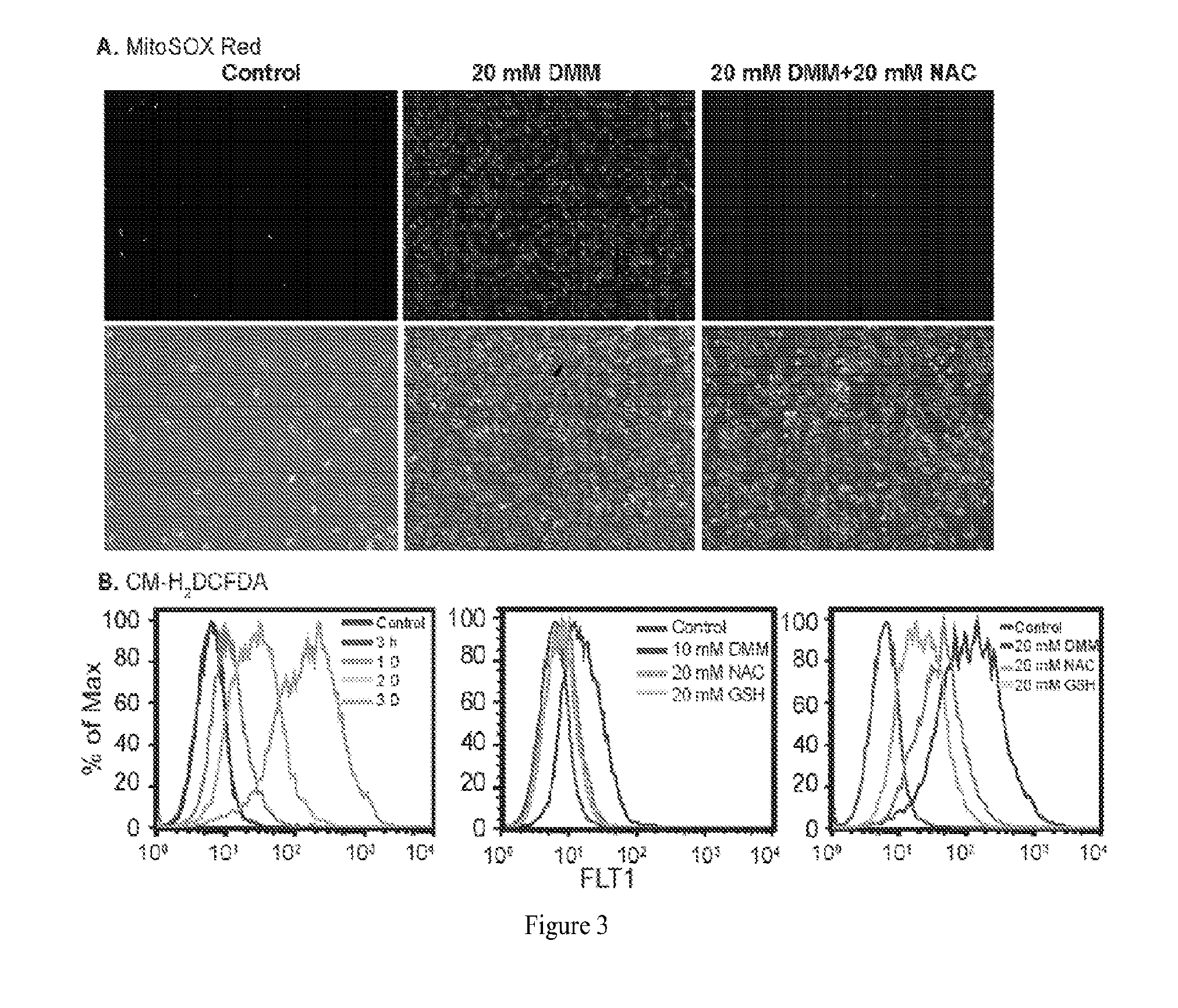 Methods of treating proliferative disorders with malate or derivatives thereof