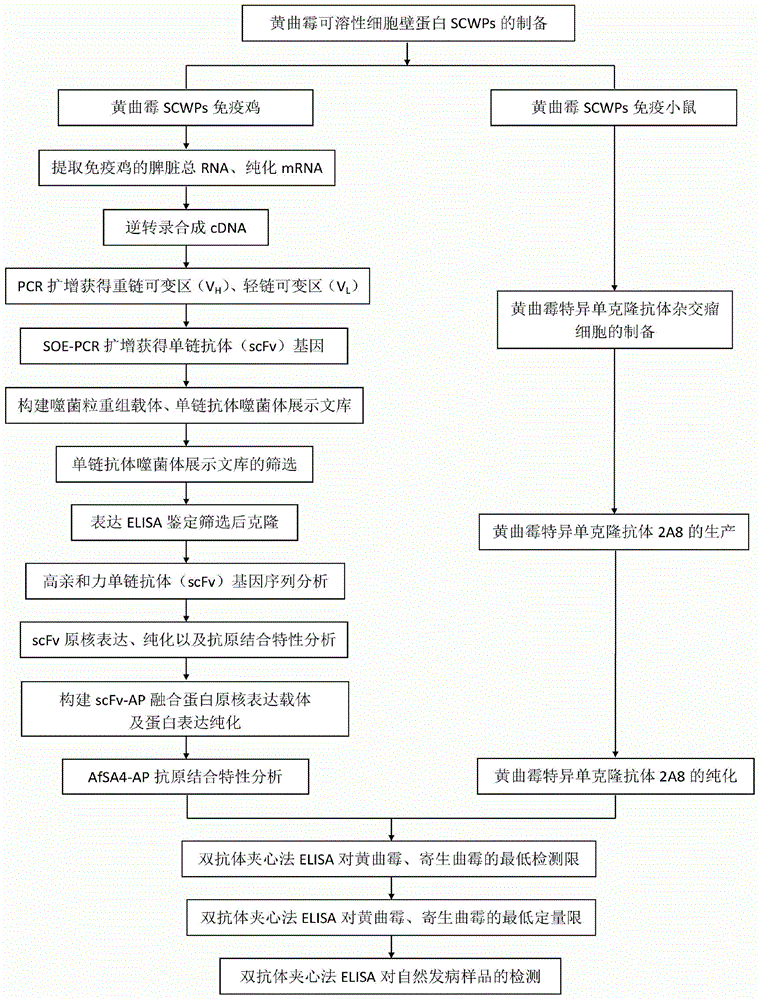 Preparation method and application of aspergillus flavus specific single-chain antibody