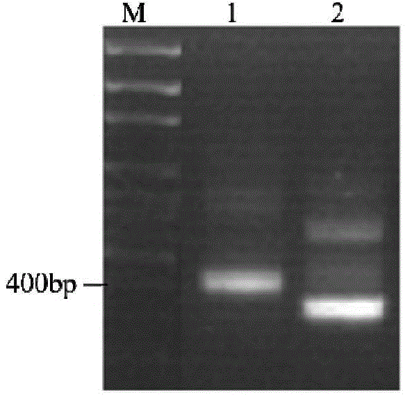 Preparation method and application of aspergillus flavus specific single-chain antibody