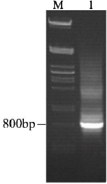 Preparation method and application of aspergillus flavus specific single-chain antibody