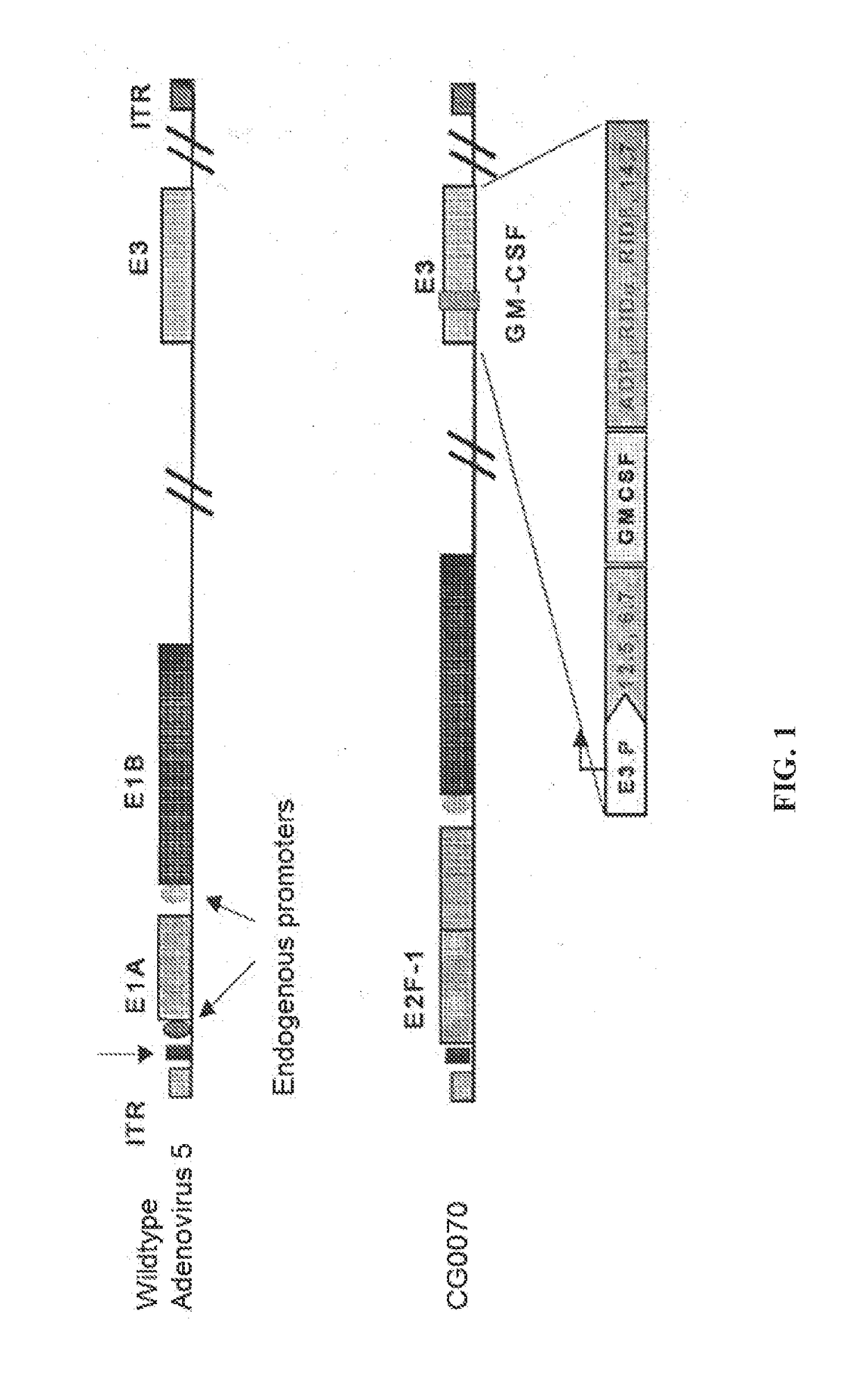 Methods of treating solid or lymphatic tumors by combination therapy