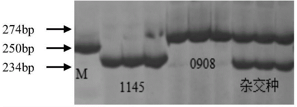 Molecular marker, primer and application thereof closely linked to maize bacterial wilt resistance gene