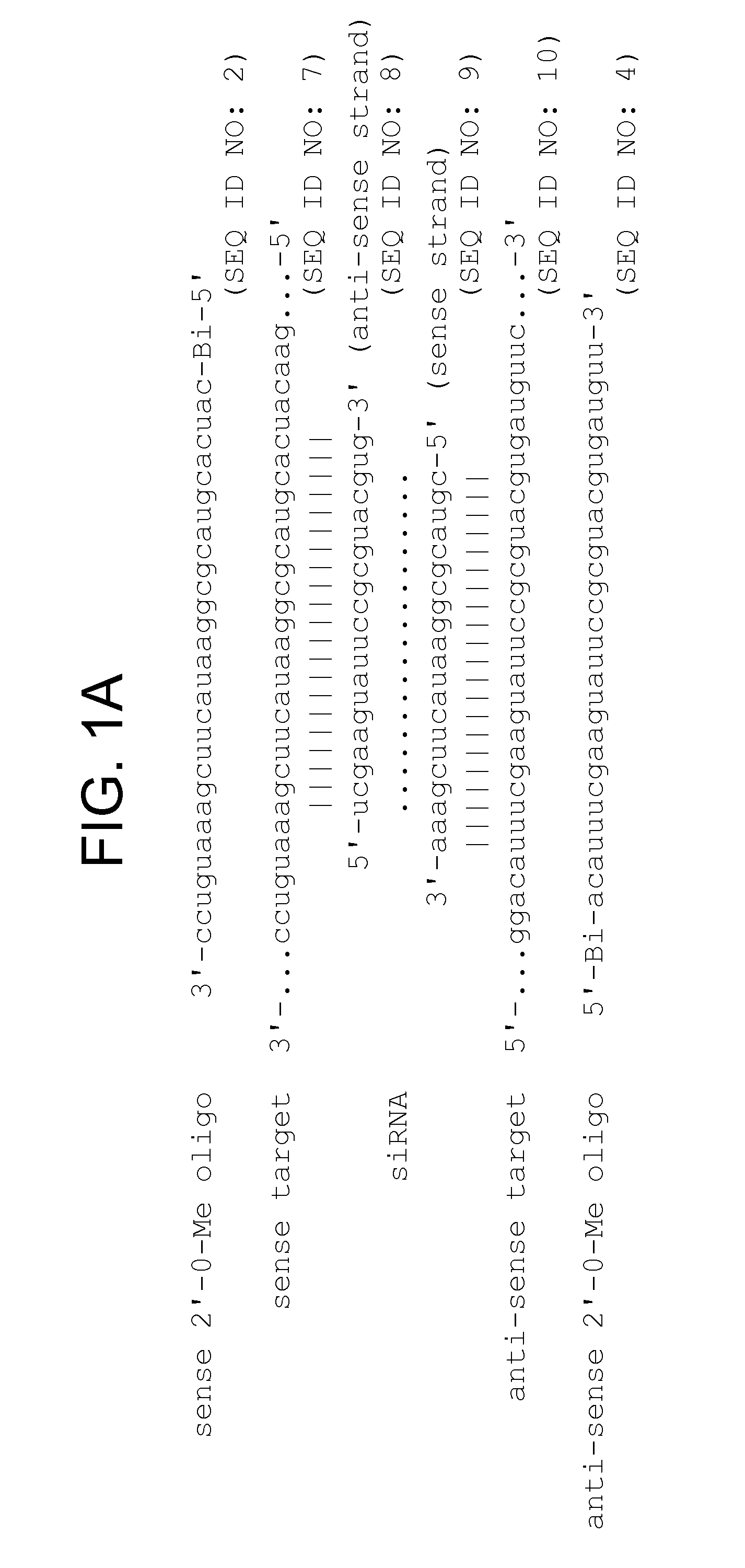 Sequence-specific inhibition of small RNA function