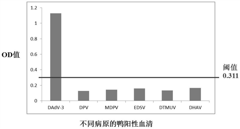 Duck type 3 adenovirus antibody indirect ELISA detection method and detection kit and application thereof