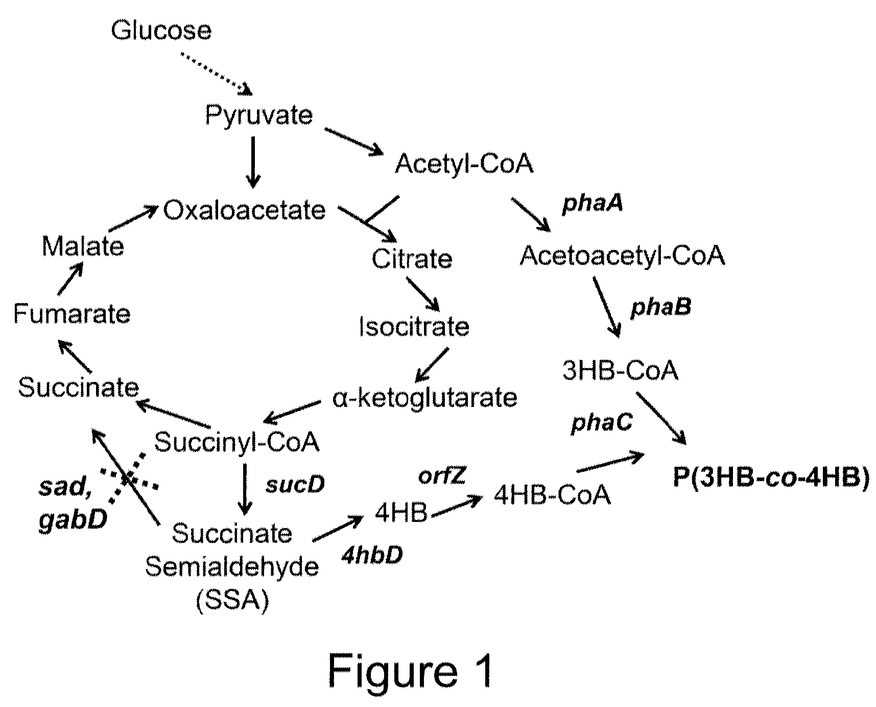 Recombinant hosts and methods for manufacturing polyhydroxyalkanoate