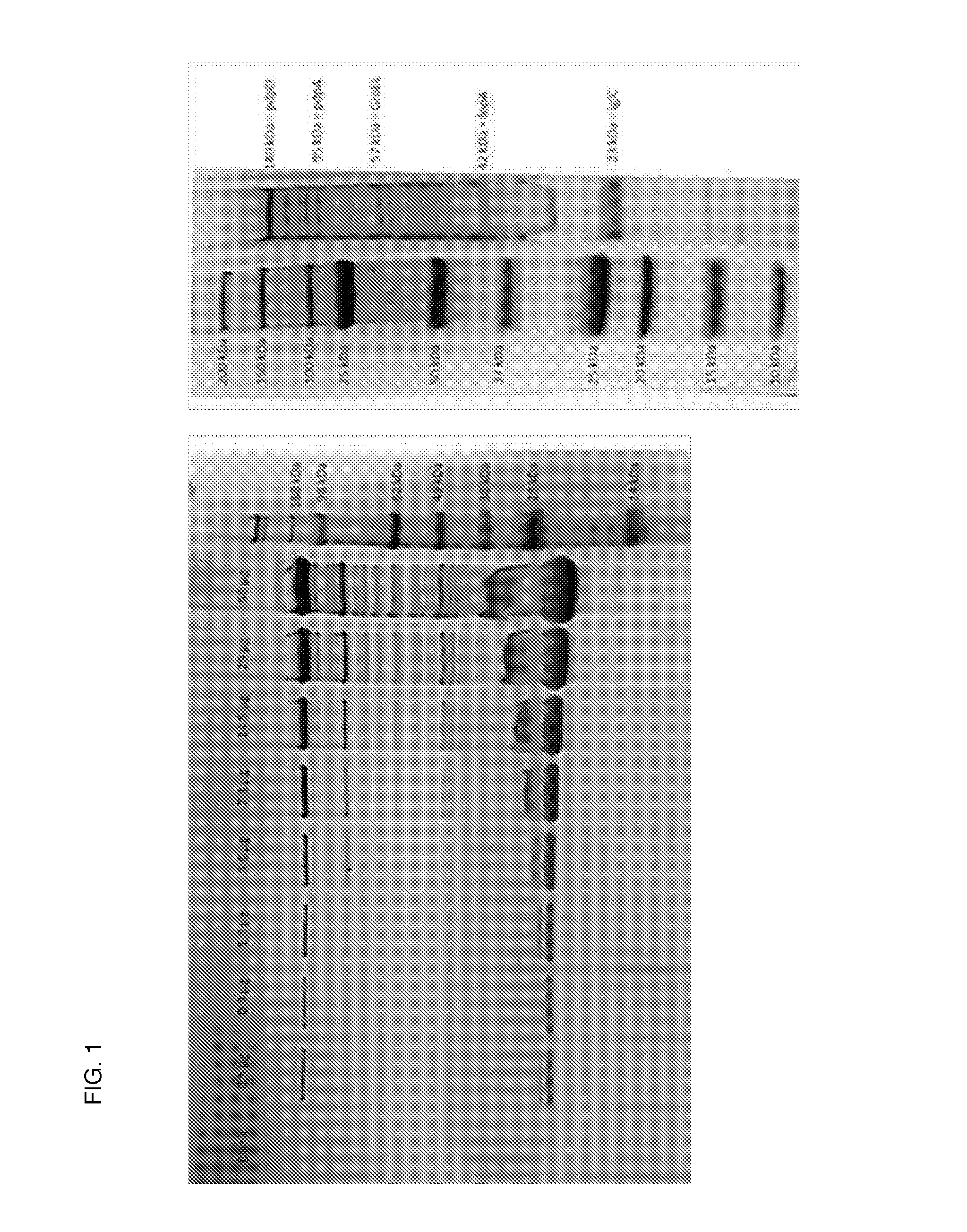 Outer membrane vesicles and uses thereof