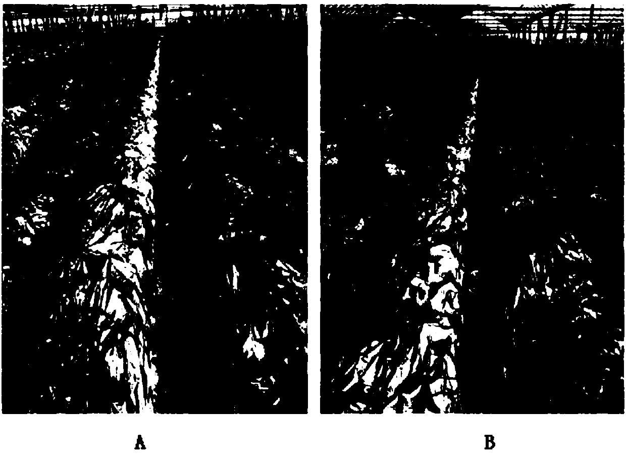 Bacillus amyloliquefaciens 2YN11 for disease prevention, growth promotion, quality improvement and adversity resistance of Lycopersicon esculentum, and application thereof