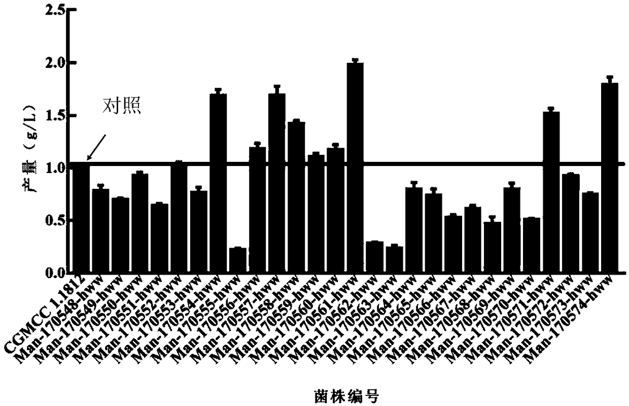 Bacterial strain for producing bacterial cellulose and isolation and screening method thereof