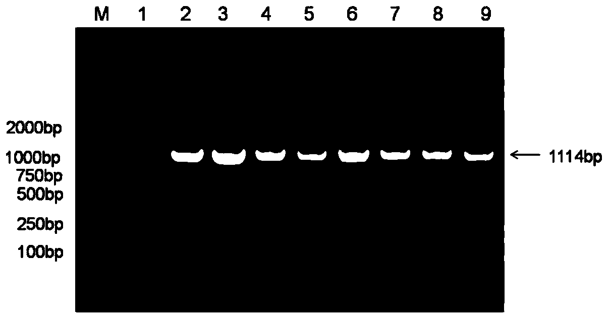 Method for multicopy integration of target gene to saccharomyces cerevisiae genome