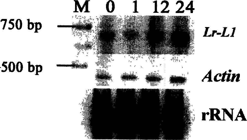 Wheat disease-resistant gene Lr-L1 and its use