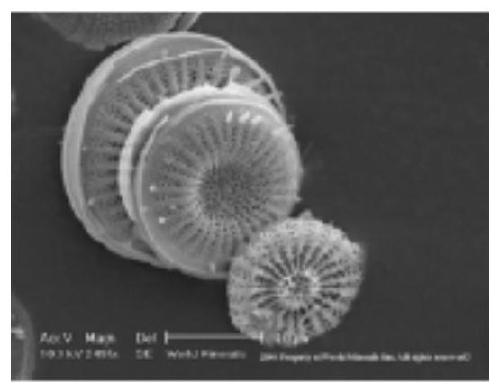 Insecticidal pesticide composition containing diatomite with special structure, and application thereof