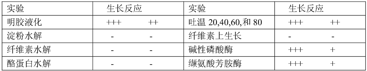 Fermented carbonated honeysuckle particle and preparation method and application thereof