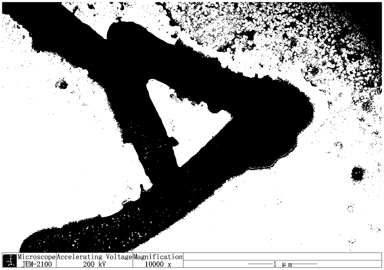 Fermented carbonated honeysuckle particle and preparation method and application thereof