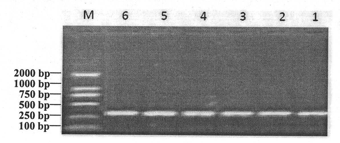 Method for detecting single nucleotide polymorphisms of AQP9 genes in native Chinese cattle