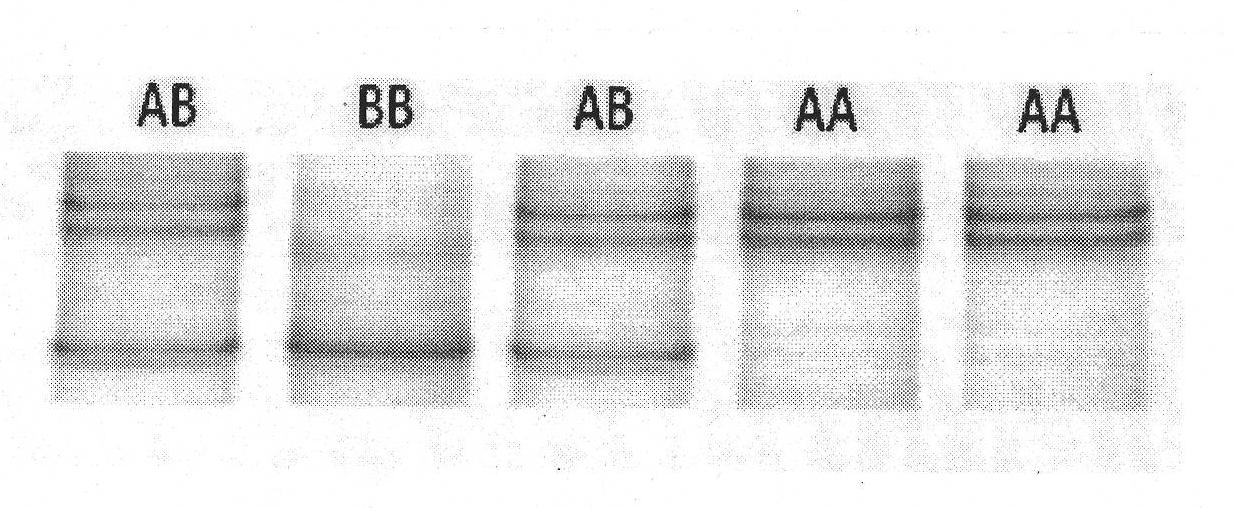 Method for detecting single nucleotide polymorphisms of AQP9 genes in native Chinese cattle