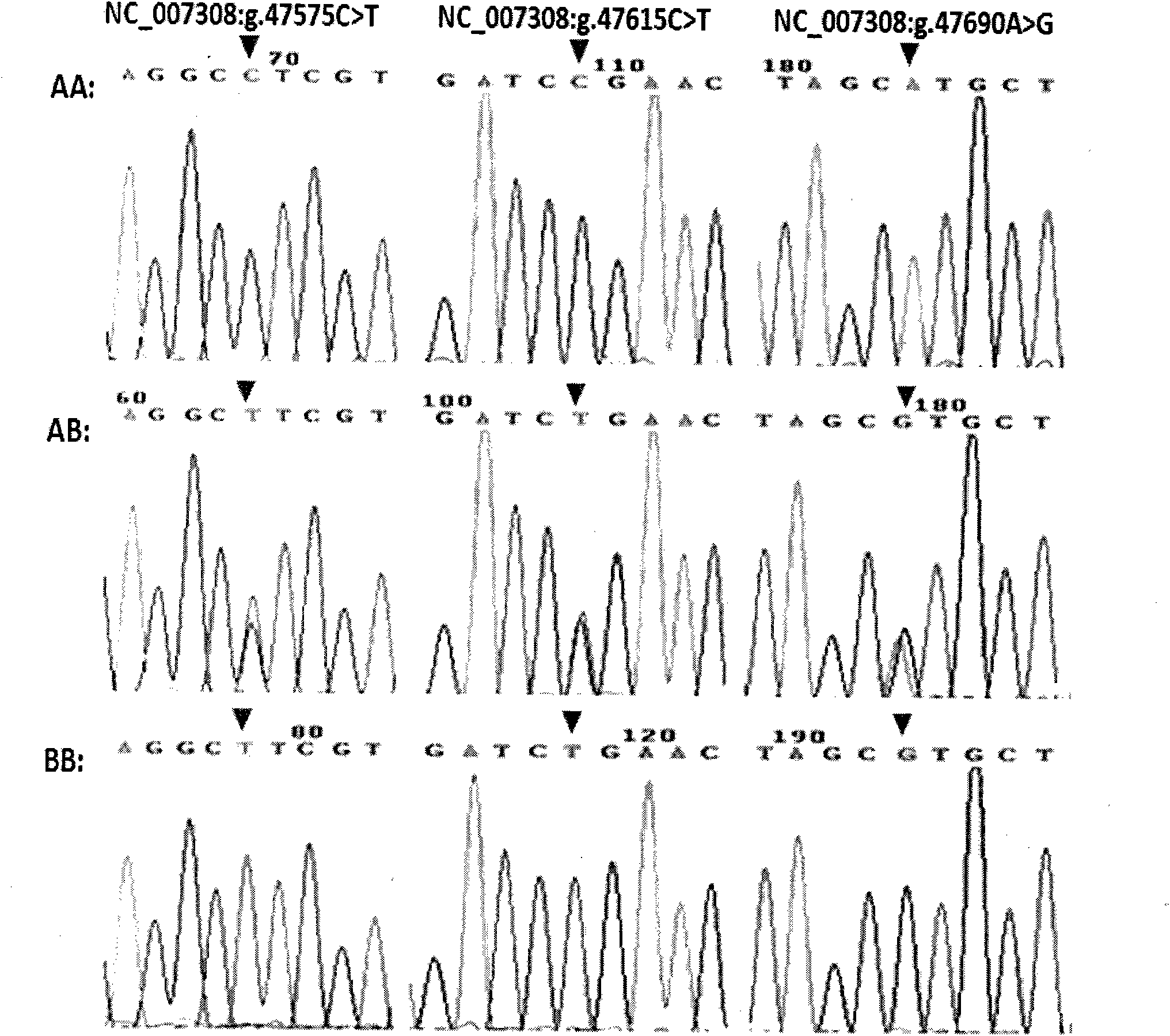 Method for detecting single nucleotide polymorphisms of AQP9 genes in native Chinese cattle