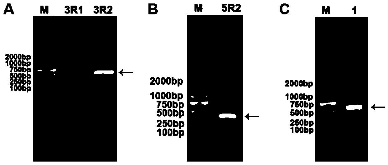 EjAGL17 protein for regulating and controlling eriobotrya japonica flowering time as well as coding gene and application of gene