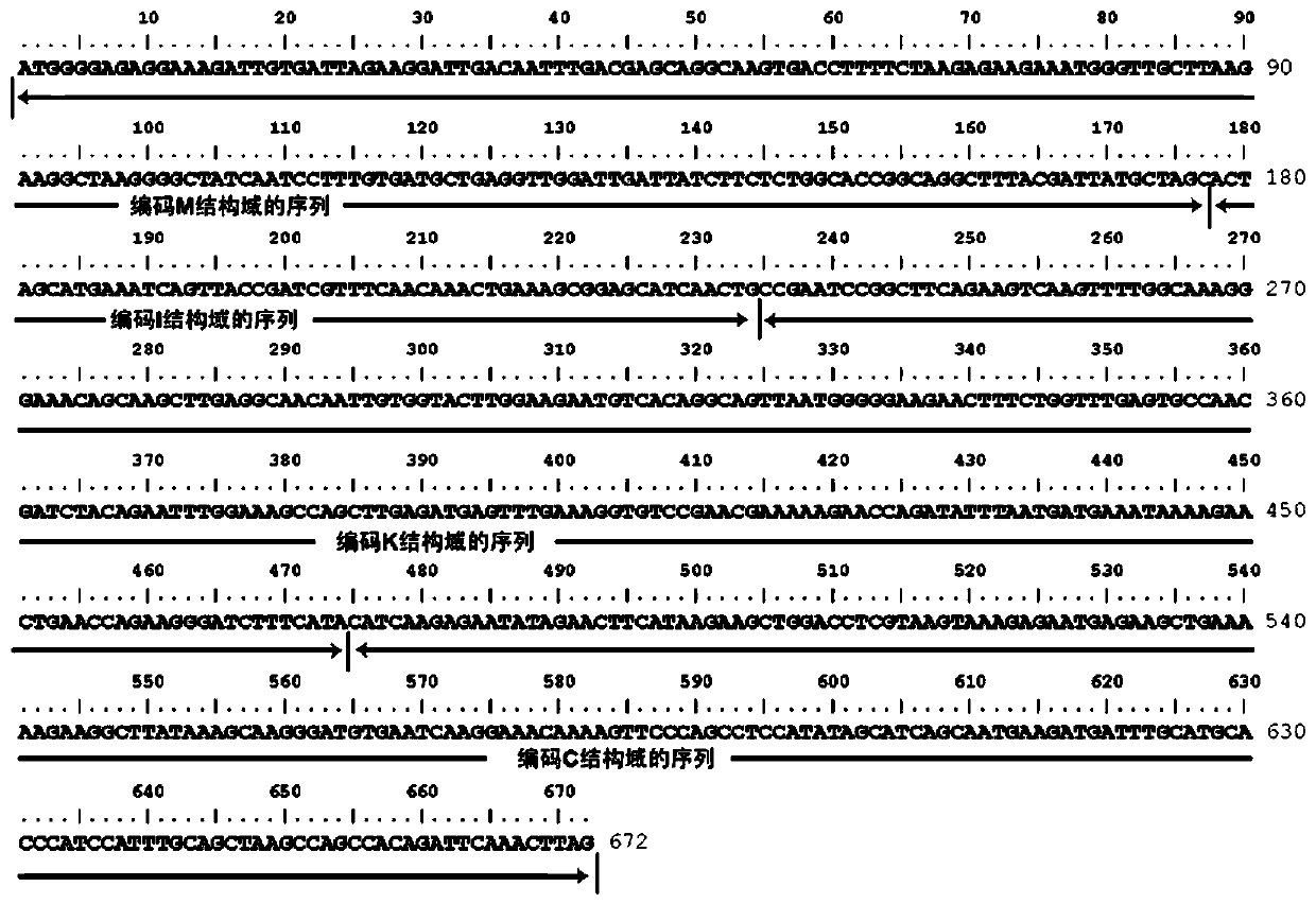 EjAGL17 protein for regulating and controlling eriobotrya japonica flowering time as well as coding gene and application of gene