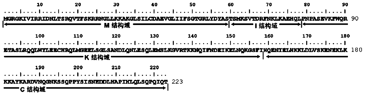 EjAGL17 protein for regulating and controlling eriobotrya japonica flowering time as well as coding gene and application of gene