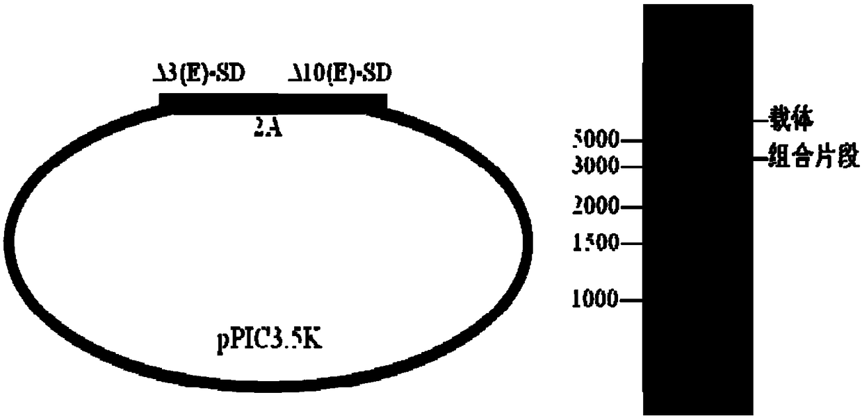 Fusaruside producing engineering bacterium, and construction method and applications thereof