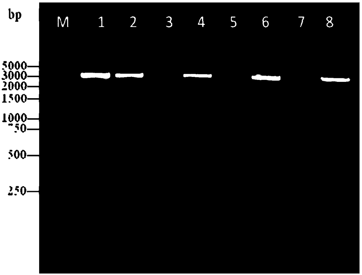 Fusaruside producing engineering bacterium, and construction method and applications thereof