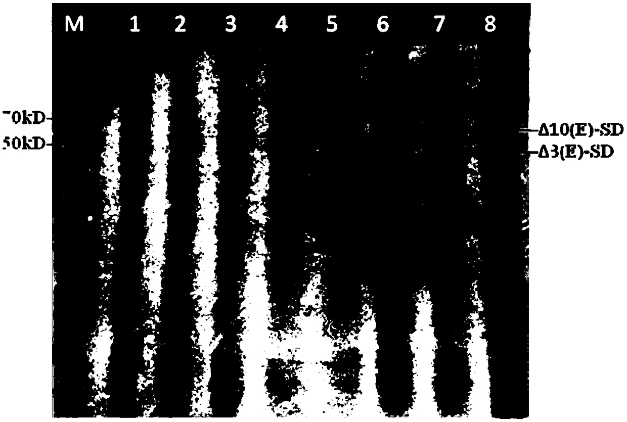 Fusaruside producing engineering bacterium, and construction method and applications thereof