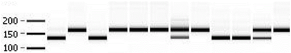 Molecular Marker of Cucumber Fusarium Wilt Resistance Gene foc-4 and Its Special Primers and Application