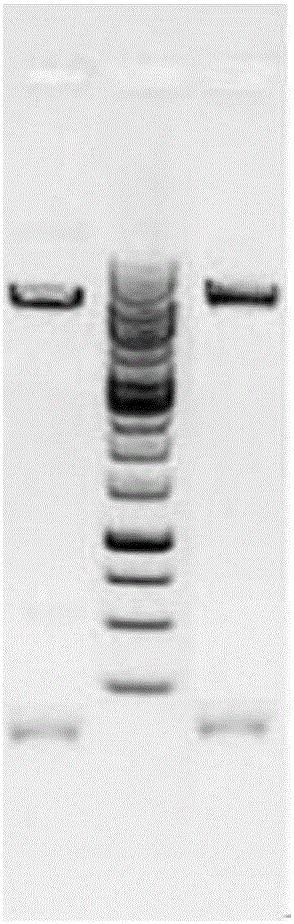 PLA2R-THSD7A fusion protein as well as application and kit thereof