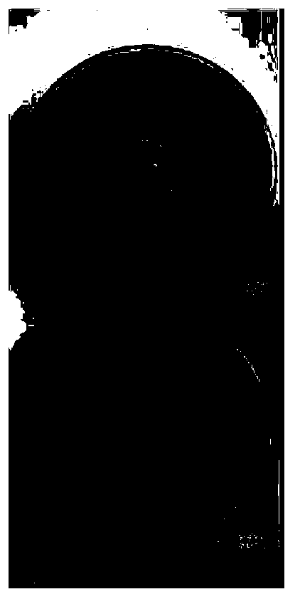 Ophiocordyceps sinensis strain with high spore yield