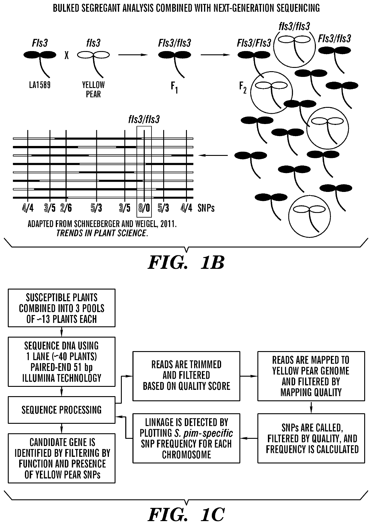 Flagellin-sensing 3 (‘FLS3’) protein and methods of use