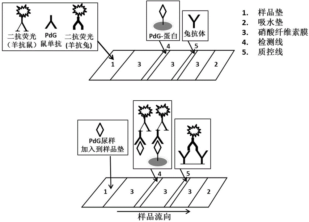 Rapid noninvasive female corpus luteum function monitoring technology