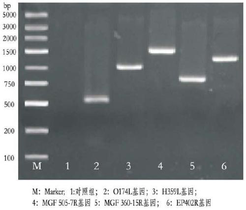 Targeting carrier suitable for anti-African swine fever virus siRNA drugs and application of targeting carrier