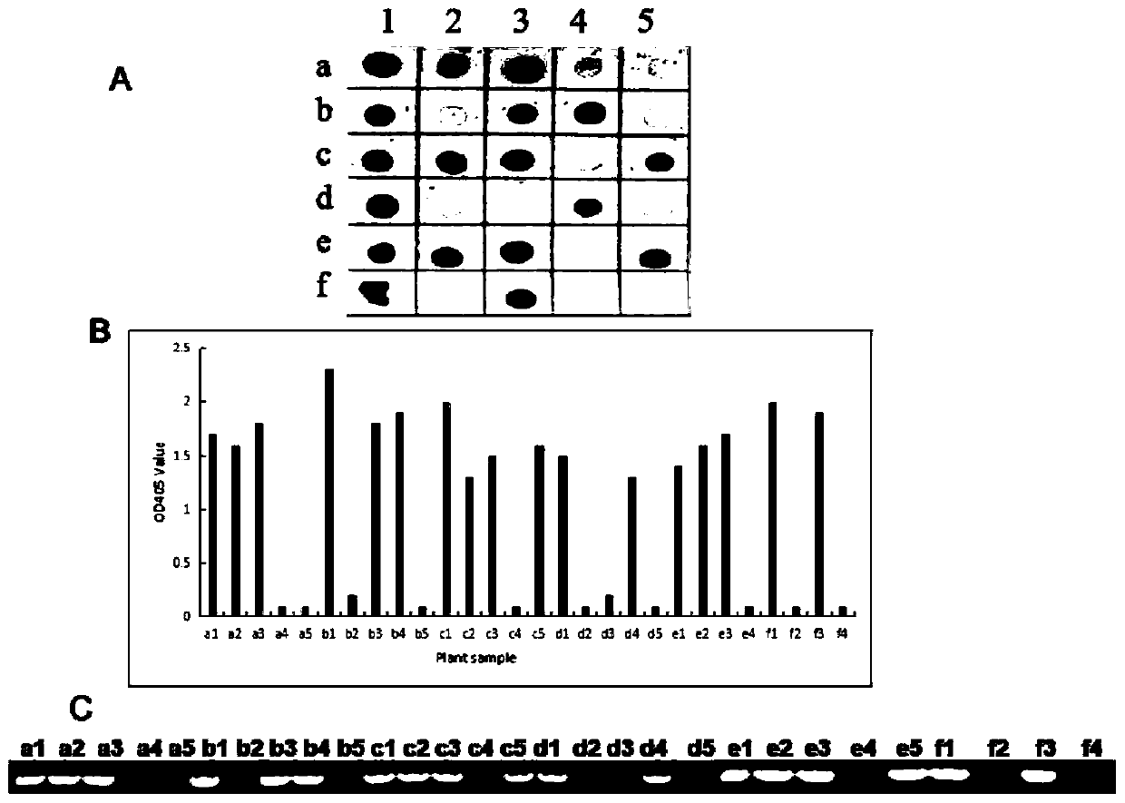 Hybridoma cell strain secreting PPV (plum pox virus)-resistant monoclonal antibody and application of monoclonal antibody