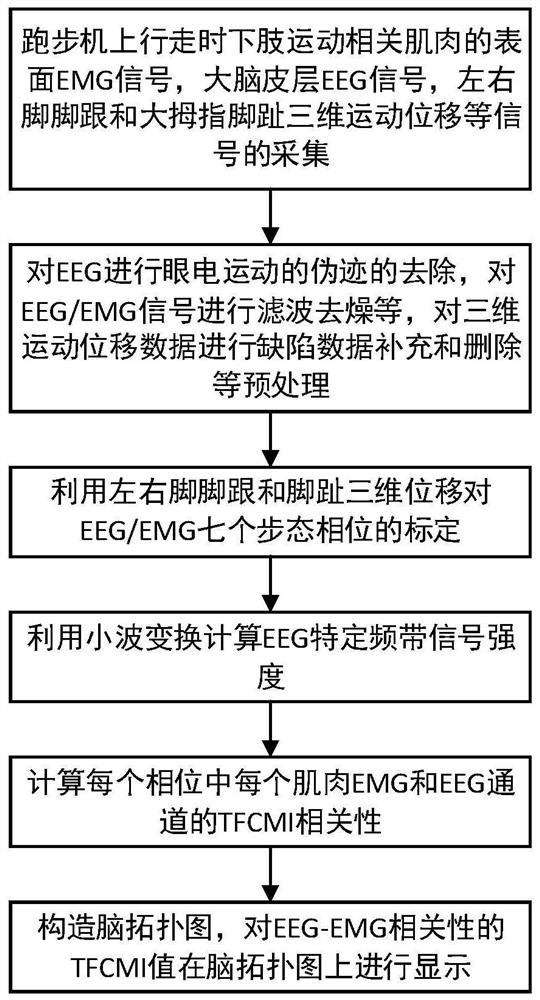 Electroencephalogram and electromyography correlation analysis method for fine gait phase