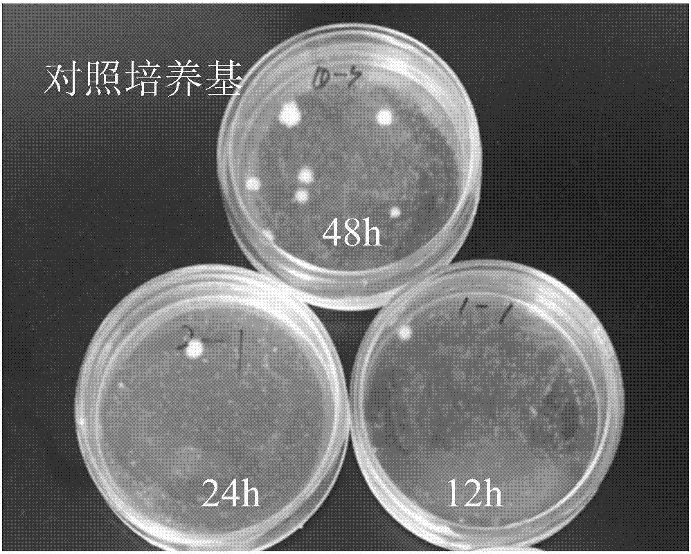 Culture medium for acquiring and isolating conidia of isaria fumosorosea in greenhouses and method for preparing culture medium