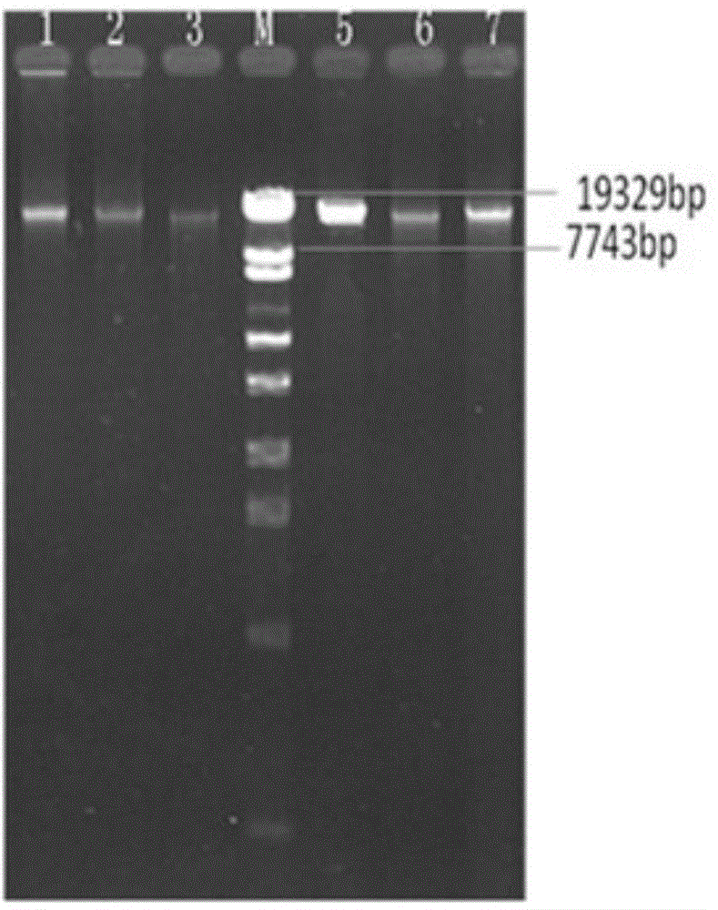 Method for rapidly extracting fungal genome DNA