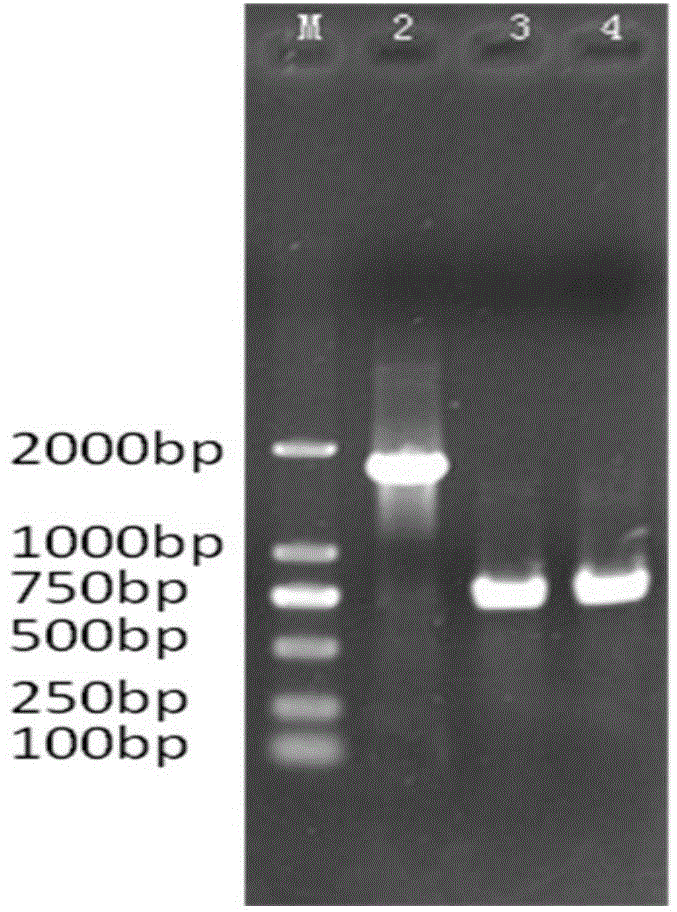 Method for rapidly extracting fungal genome DNA