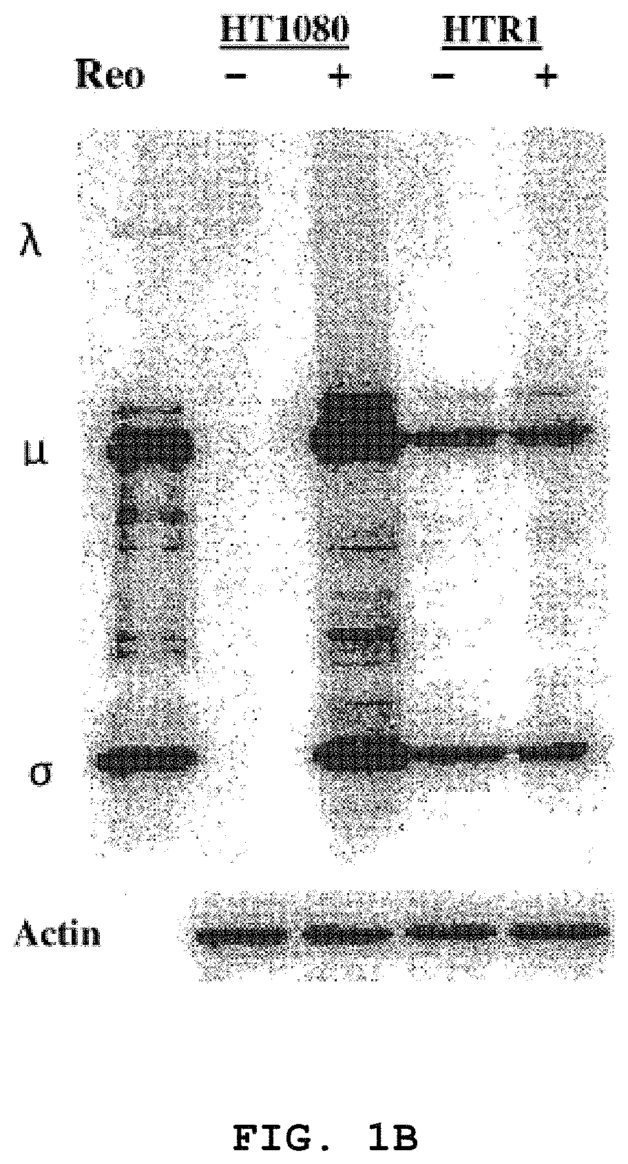 Attenuated reovirus