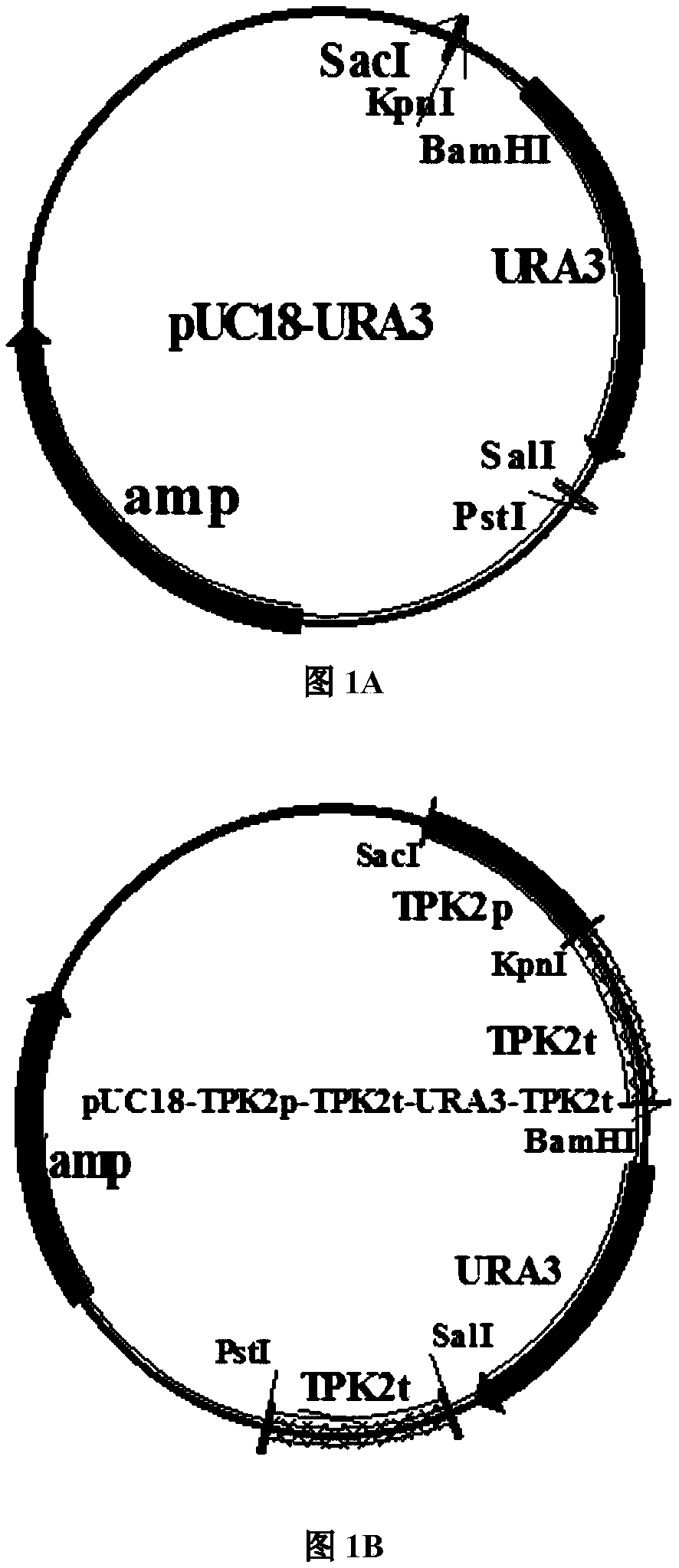 A kind of high-yield camp yeast strain and application thereof