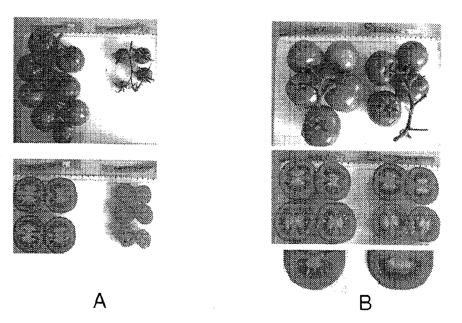 Fertilisation independent fruit formation in tomato