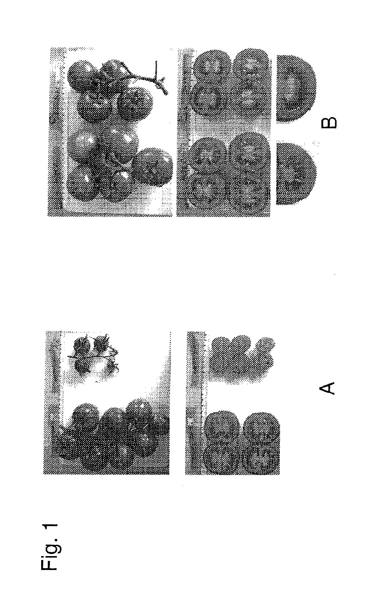 Fertilisation independent fruit formation in tomato