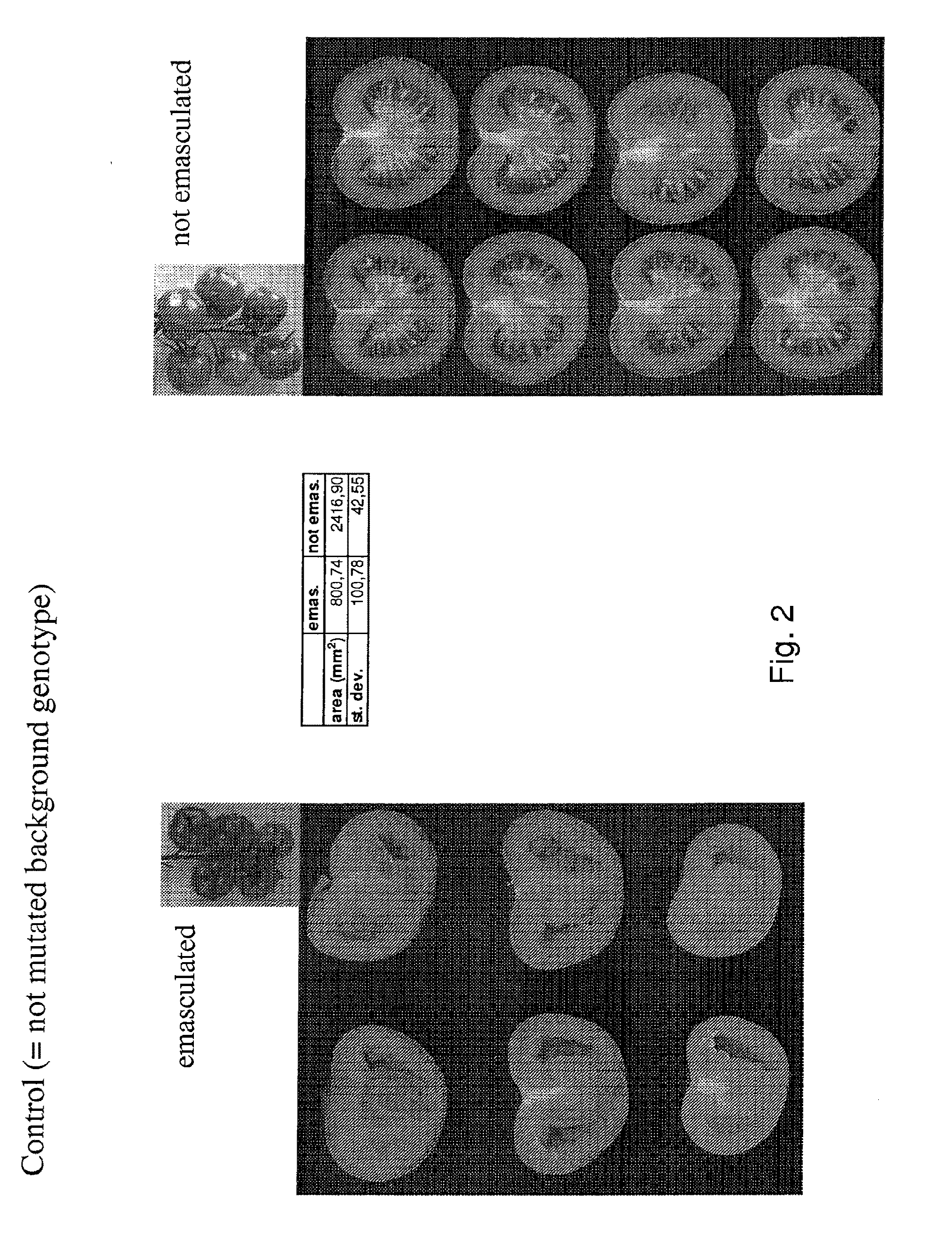 Fertilisation independent fruit formation in tomato