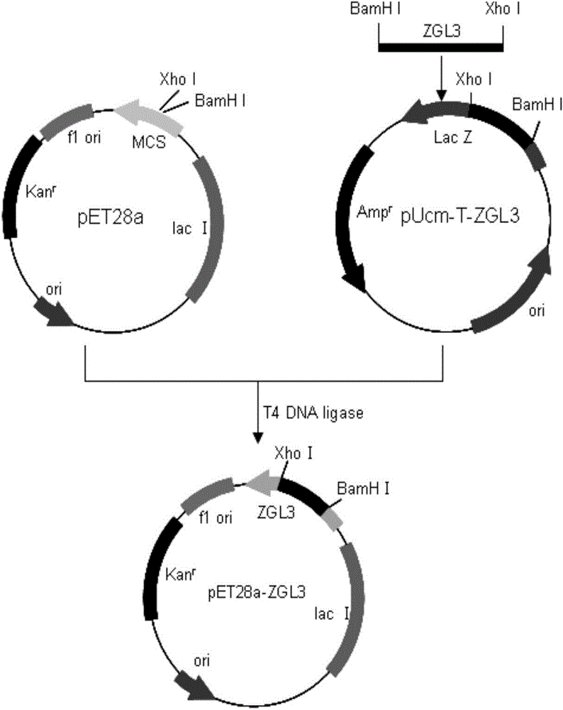 Mesophilic laccase gene, mesophilic laccase and application thereof