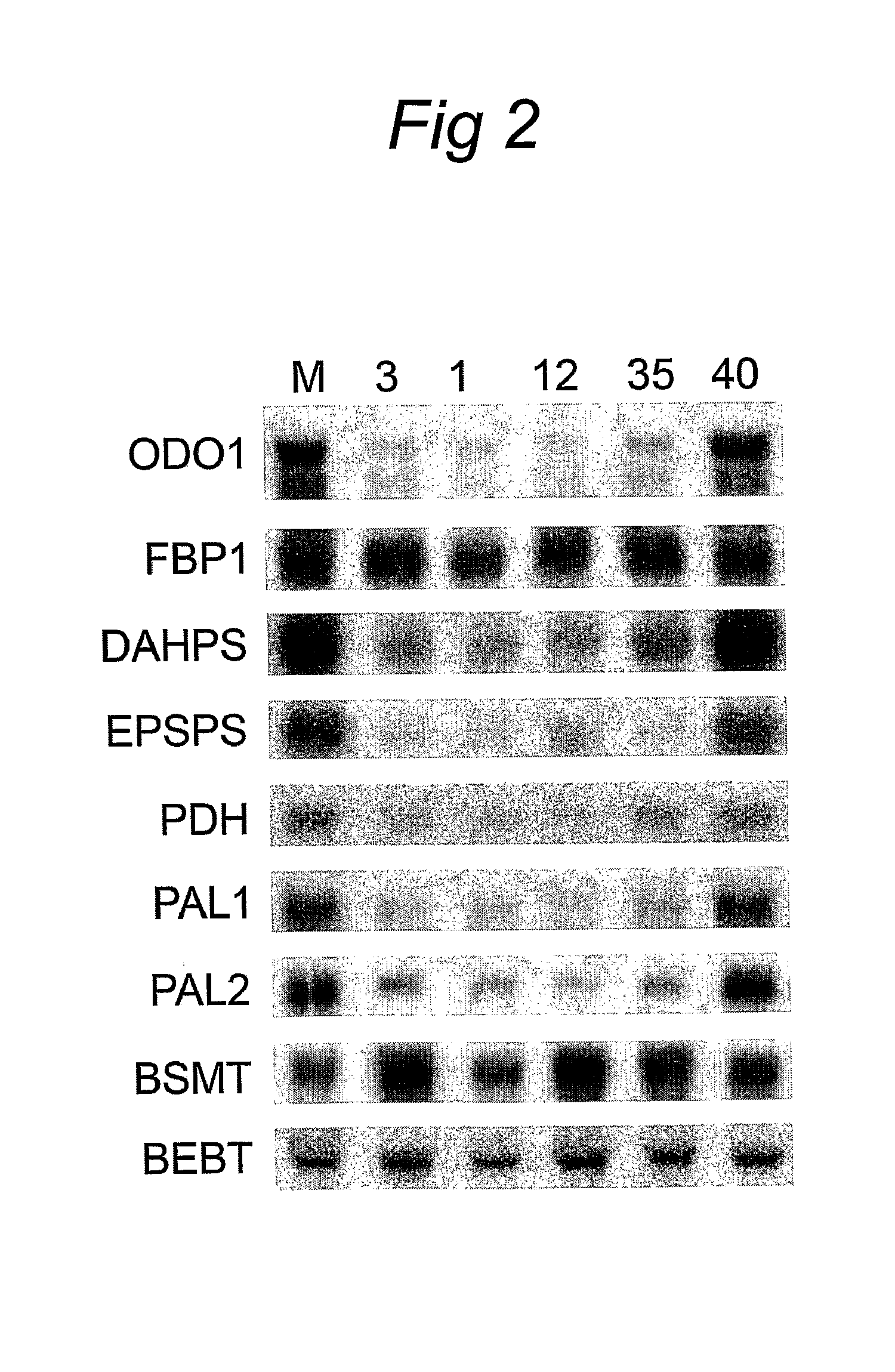 Novel Regulatory Protein