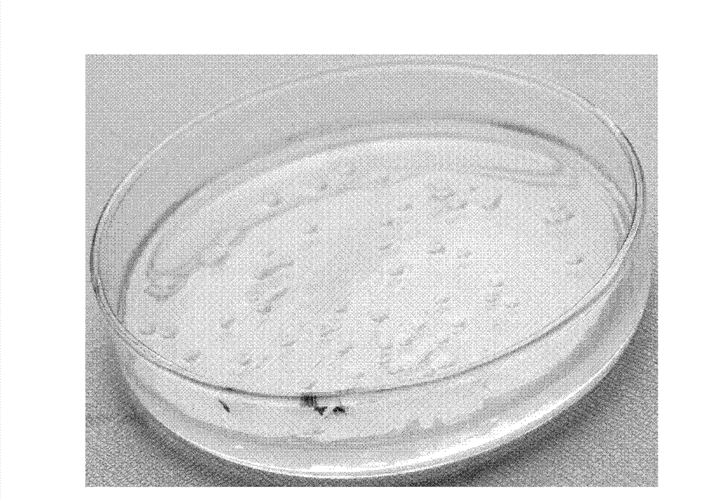 Paenibacillus for producing agarase and application thereof