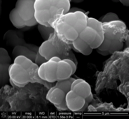 Method for Enrichment of Methanosarcina and Methanothrix in Treatment of Sulphate Organic Wastewater